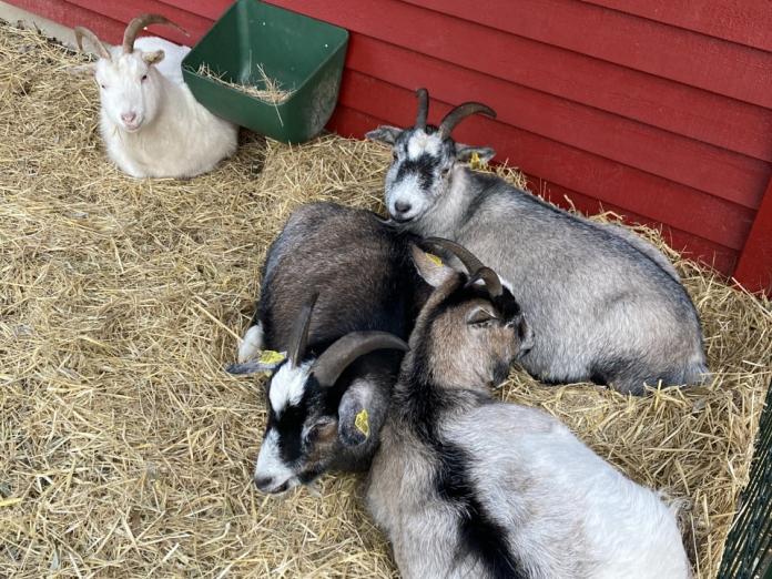 Geder på Byoasens bemandede legeplads